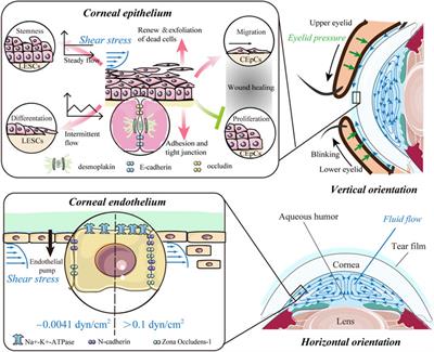 Unraveling the mechanobiology of cornea: From bench side to the clinic